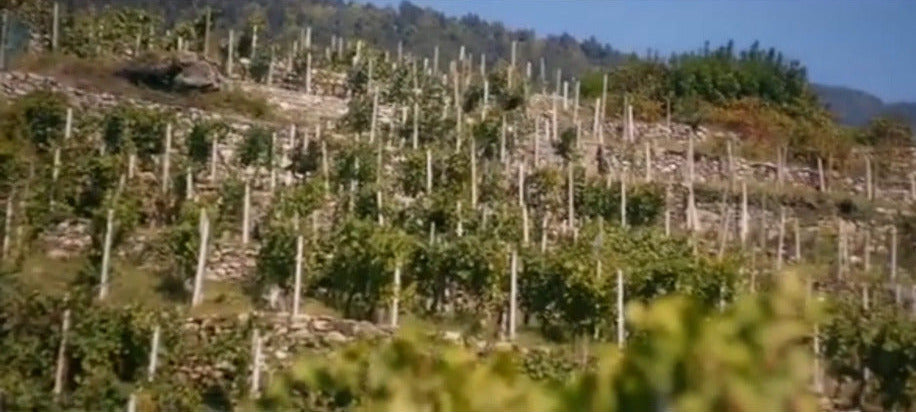 Dicono di noi: VinoNews24